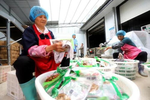 吉安安?？h竹筍加工產業 助農家門口就業增收與鳳凰網江西高級催乳師計劃的融合之路